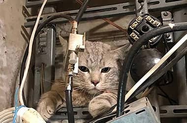 Жанчына загінула ад удару токам, ратуючы ката з электрашчытавой у Івацэвічах