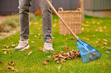 Можно ли сжигать опавшие листья — разъяснили в МЖКХ